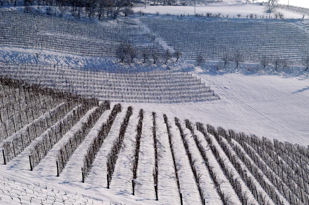 Cascina Arcangelo Raffaele Verduno Dış mekan fotoğraf